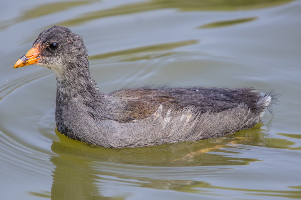 Common Gallinule - ML636984540