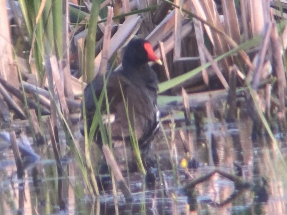Common Gallinule - ML636984570