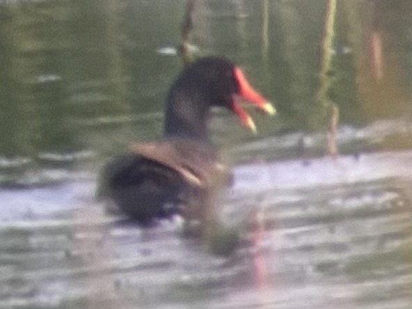 Common Gallinule - ML636984571