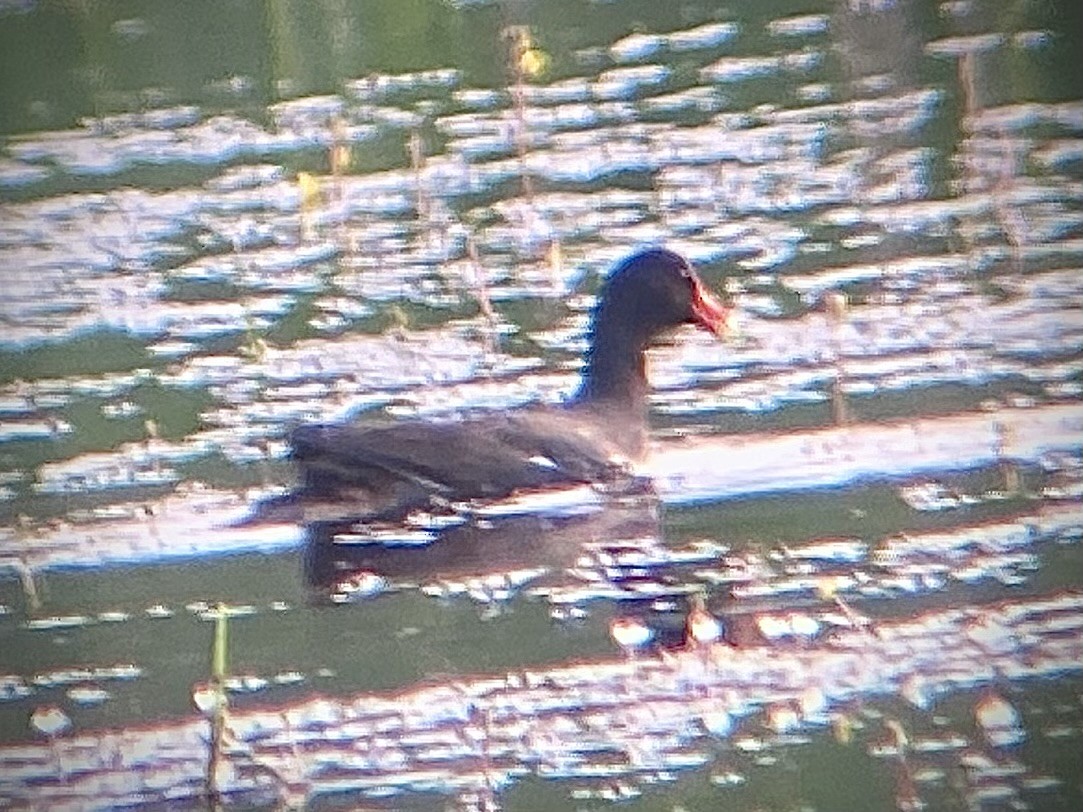 Common Gallinule - ML636984572