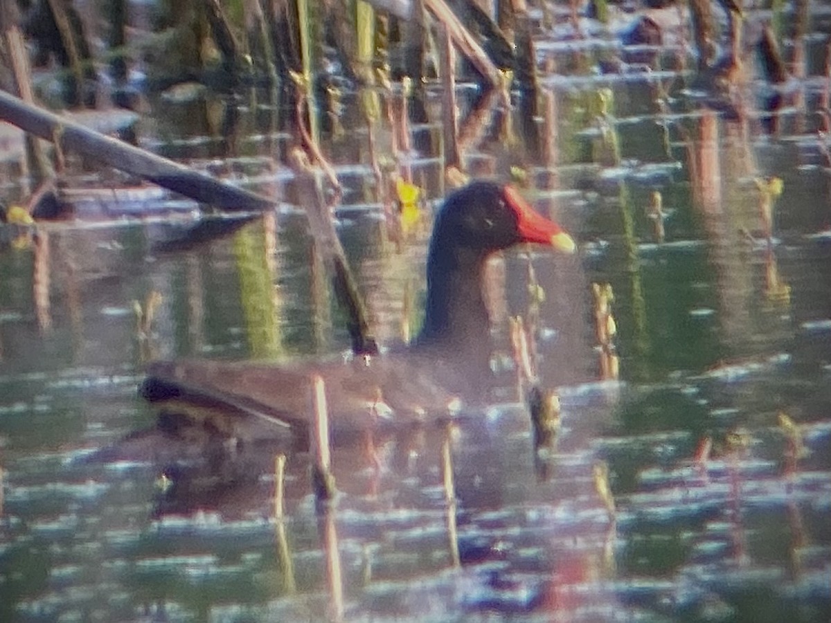 Common Gallinule - ML636984573