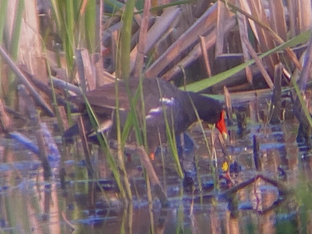 Common Gallinule - ML636984574