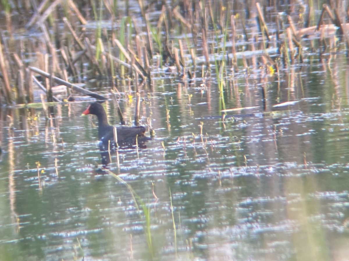 Common Gallinule - ML636984575