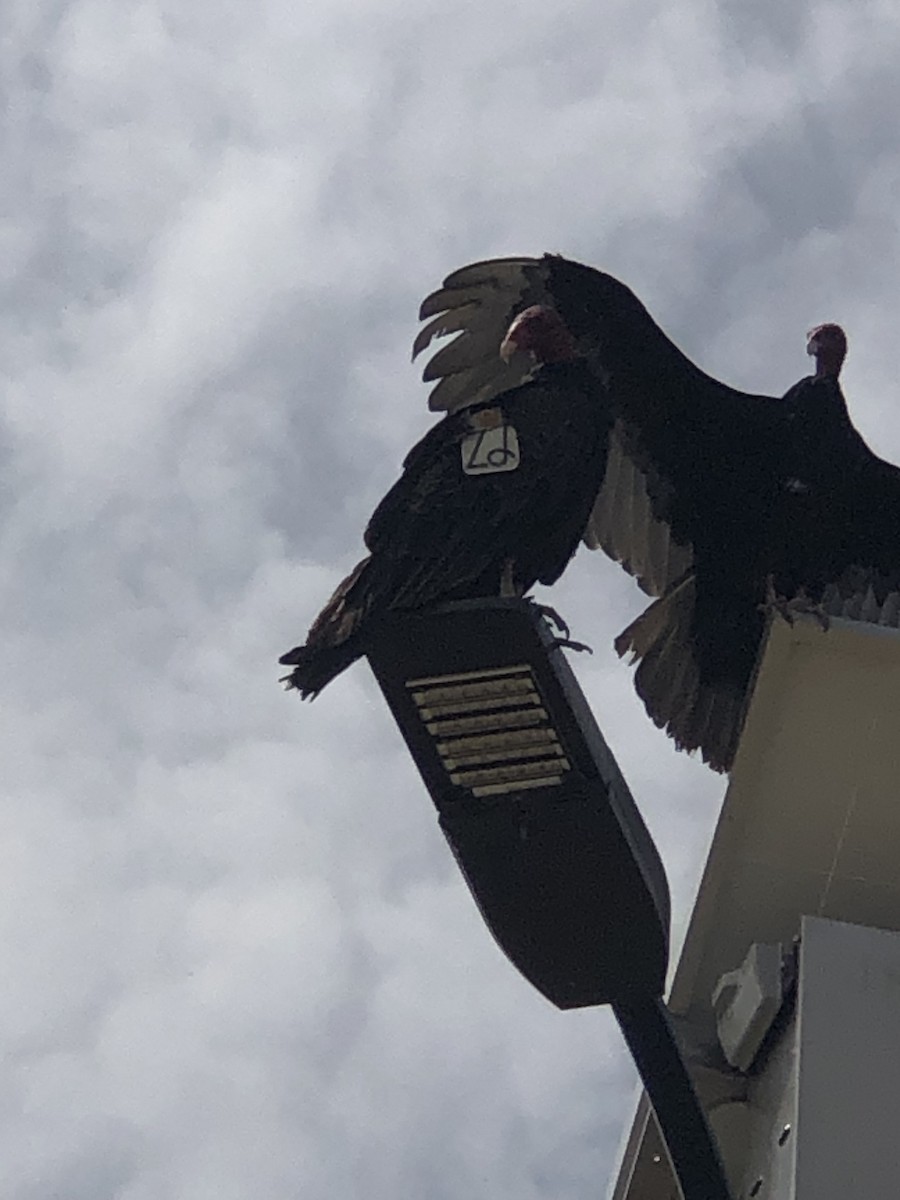 Turkey Vulture (Northern) - ML636984624