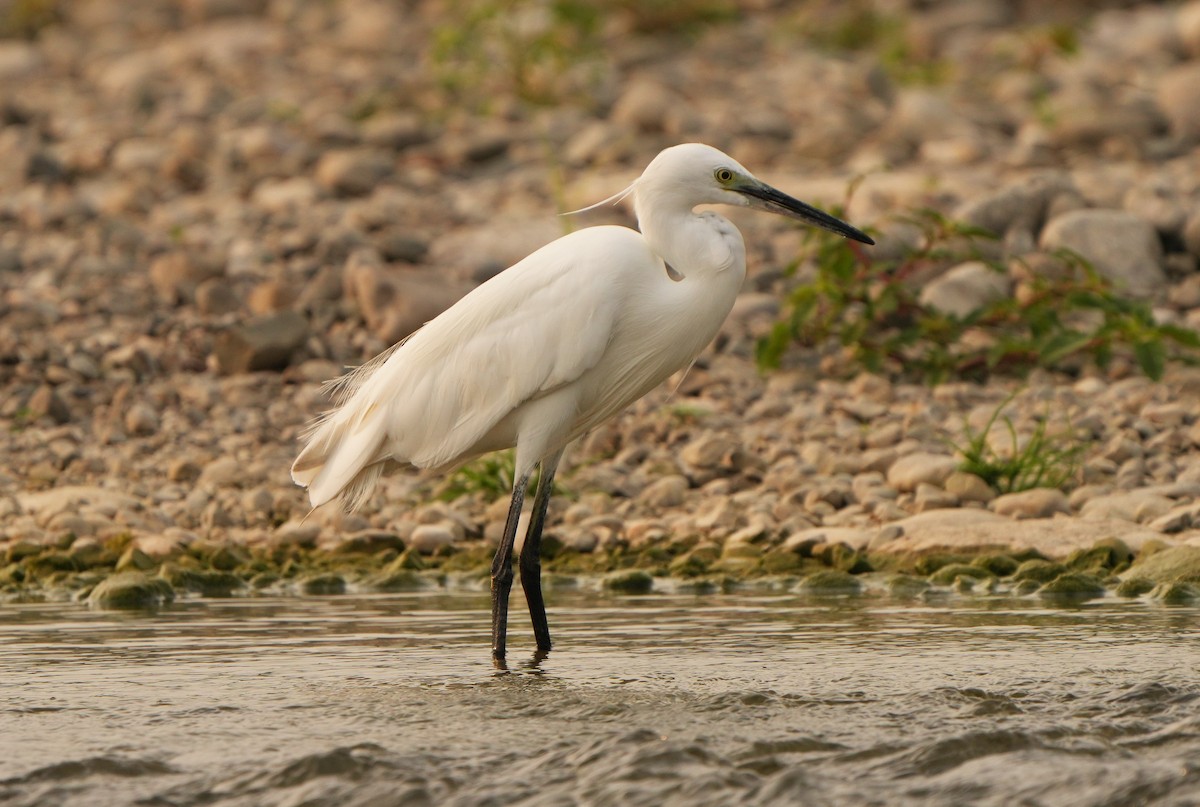 Little Egret - ML636984650
