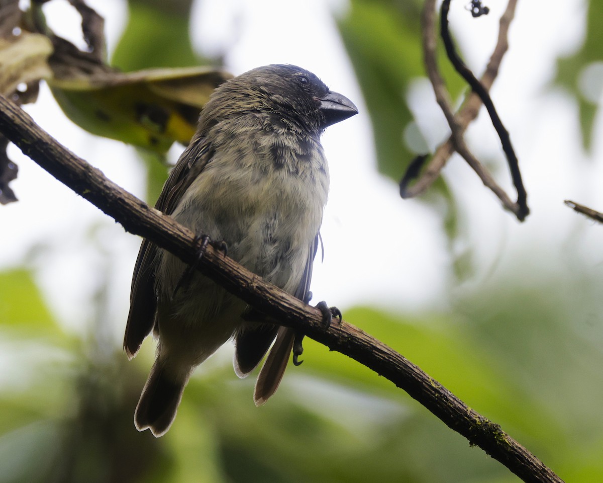 Large Tree-Finch - ML636984662