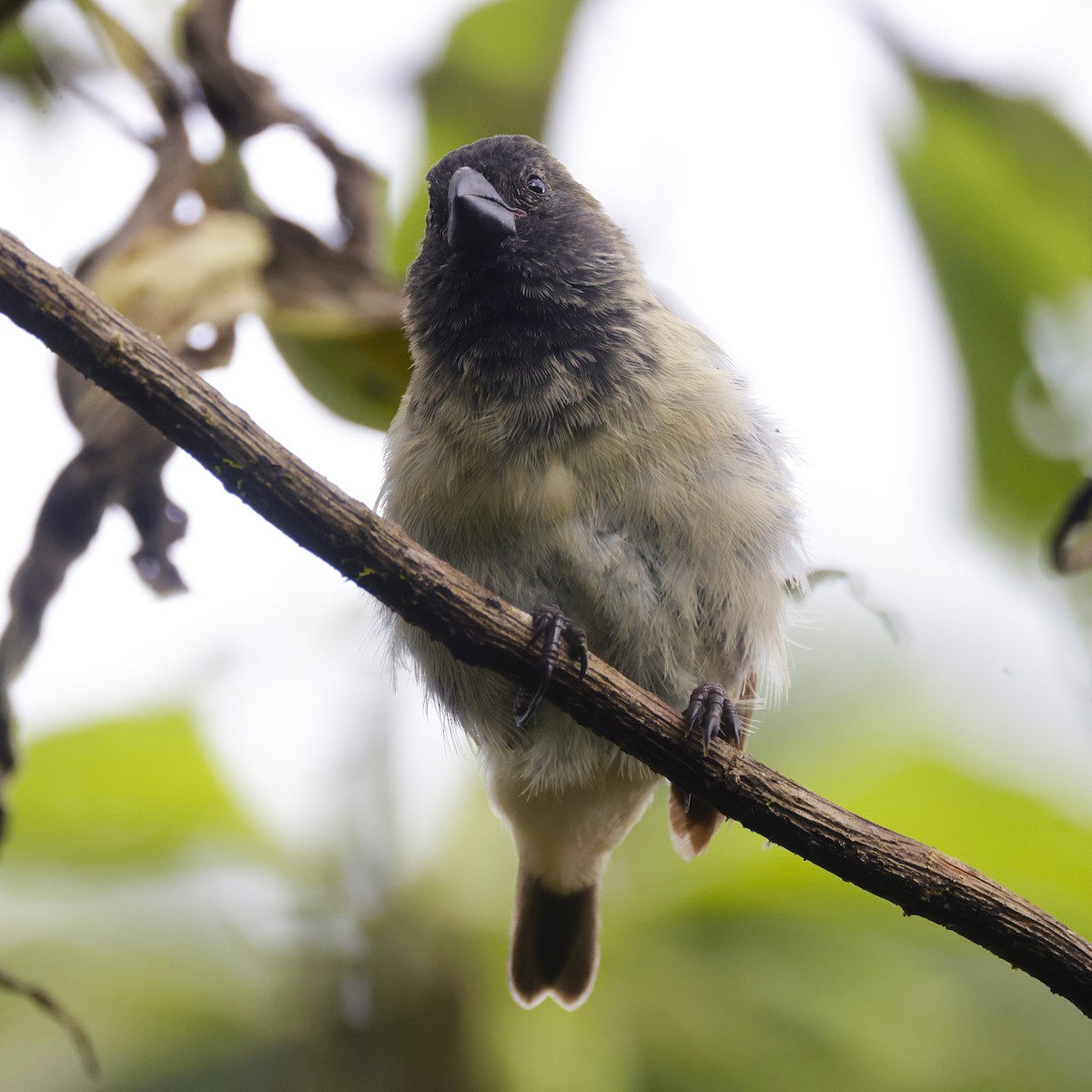 Large Tree-Finch - ML636984663