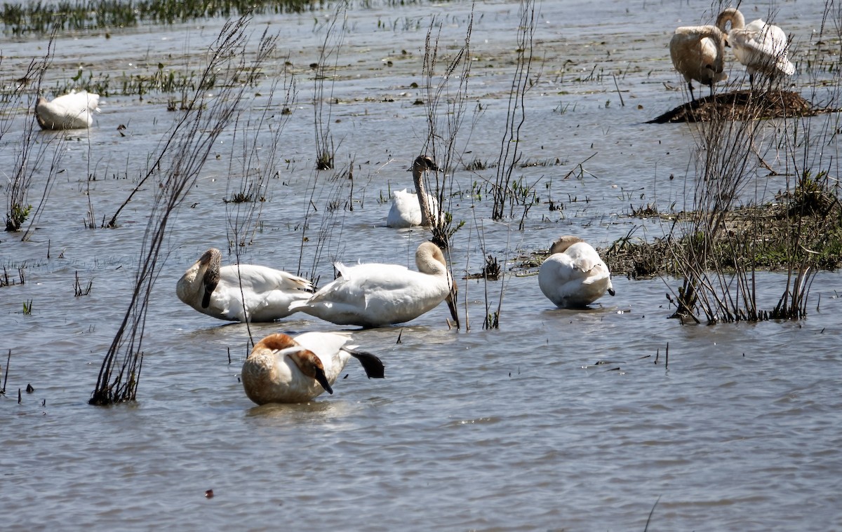 Trumpeter Swan - ML636984756