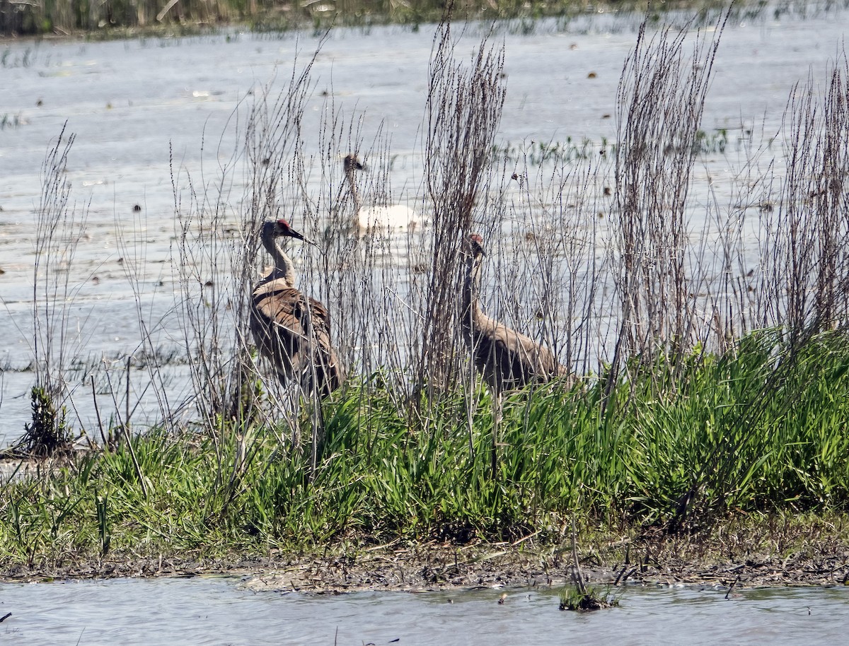 Sandhill Crane - ML636984760