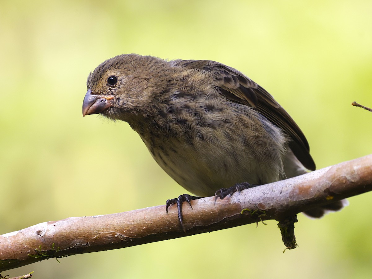 Large Tree-Finch - ML636984761