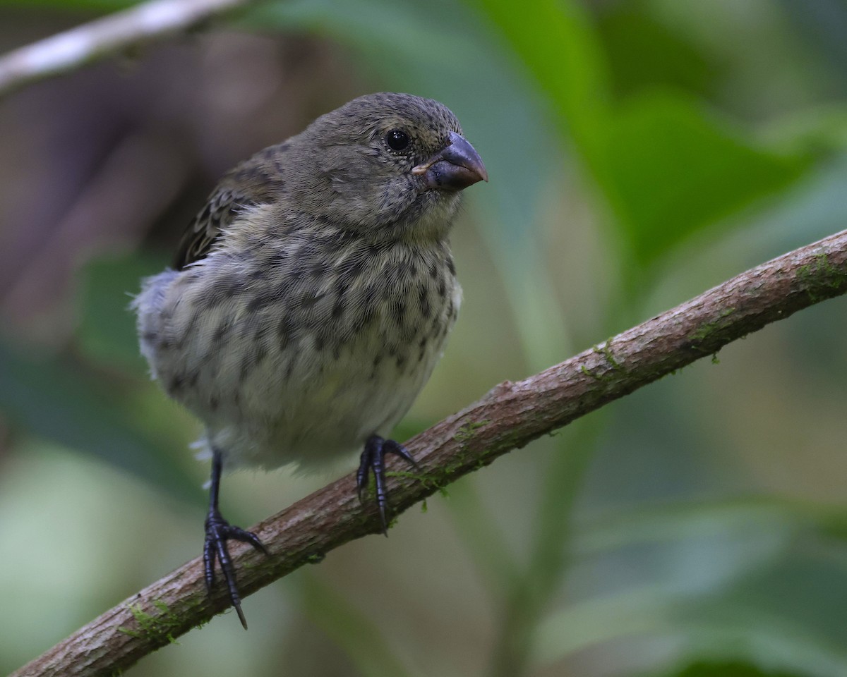 Large Tree-Finch - ML636984762