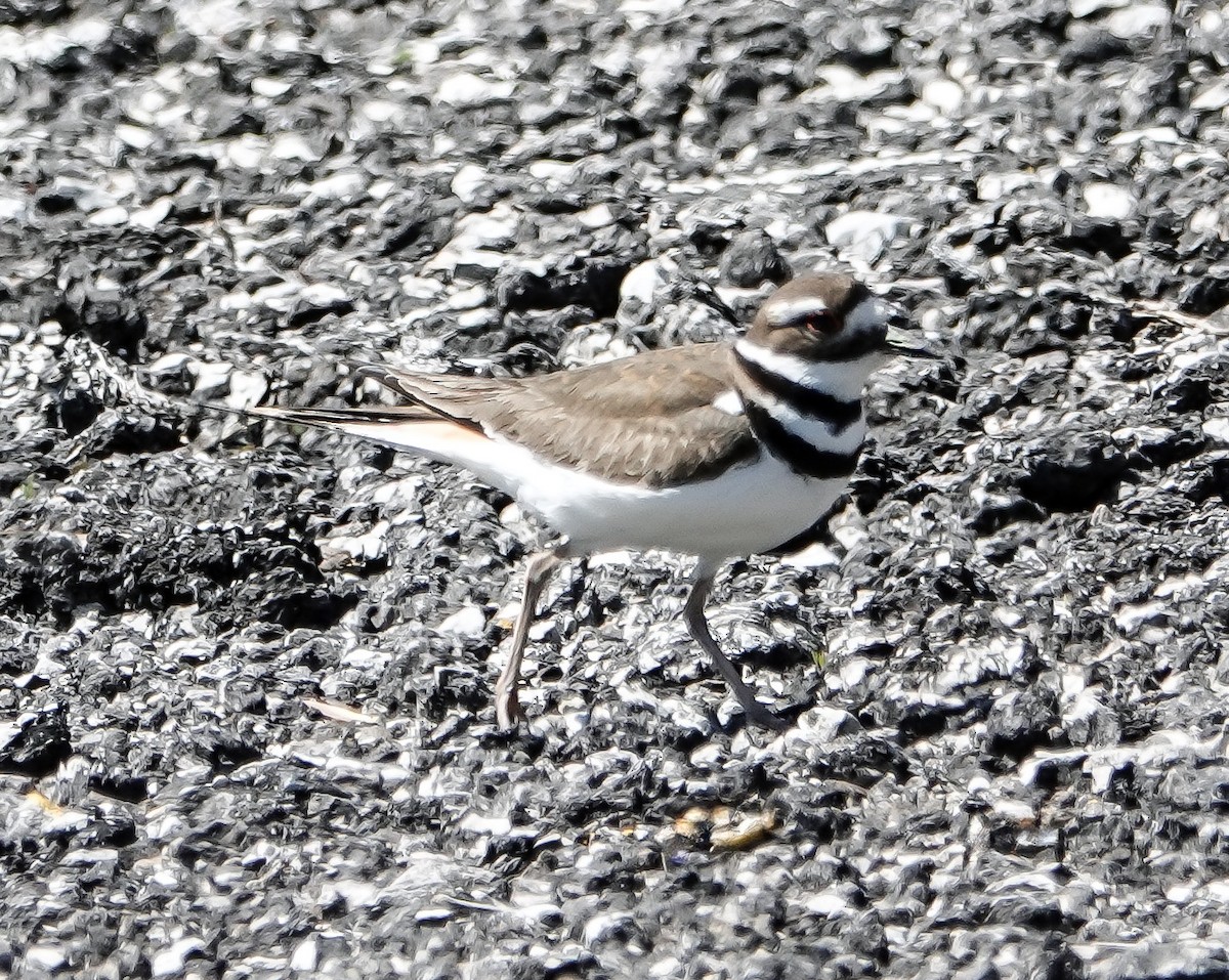 Killdeer - ML636984765