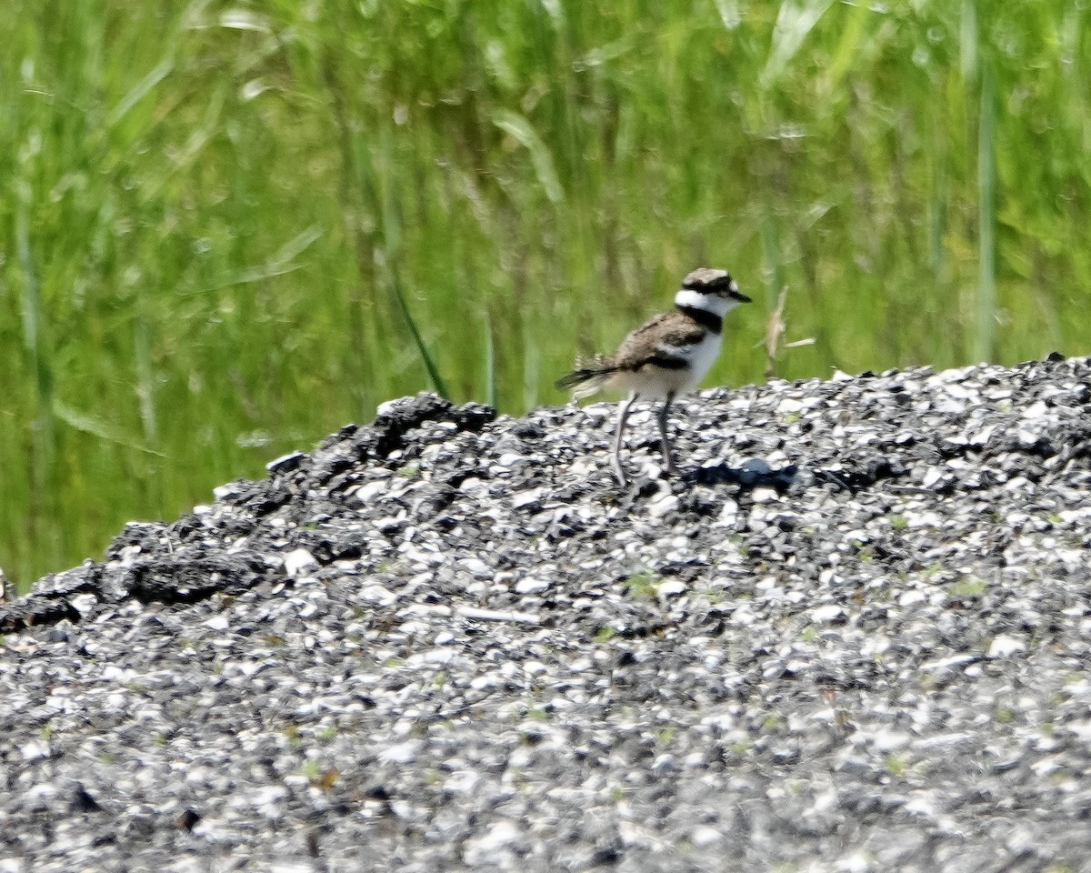 Killdeer - ML636984769