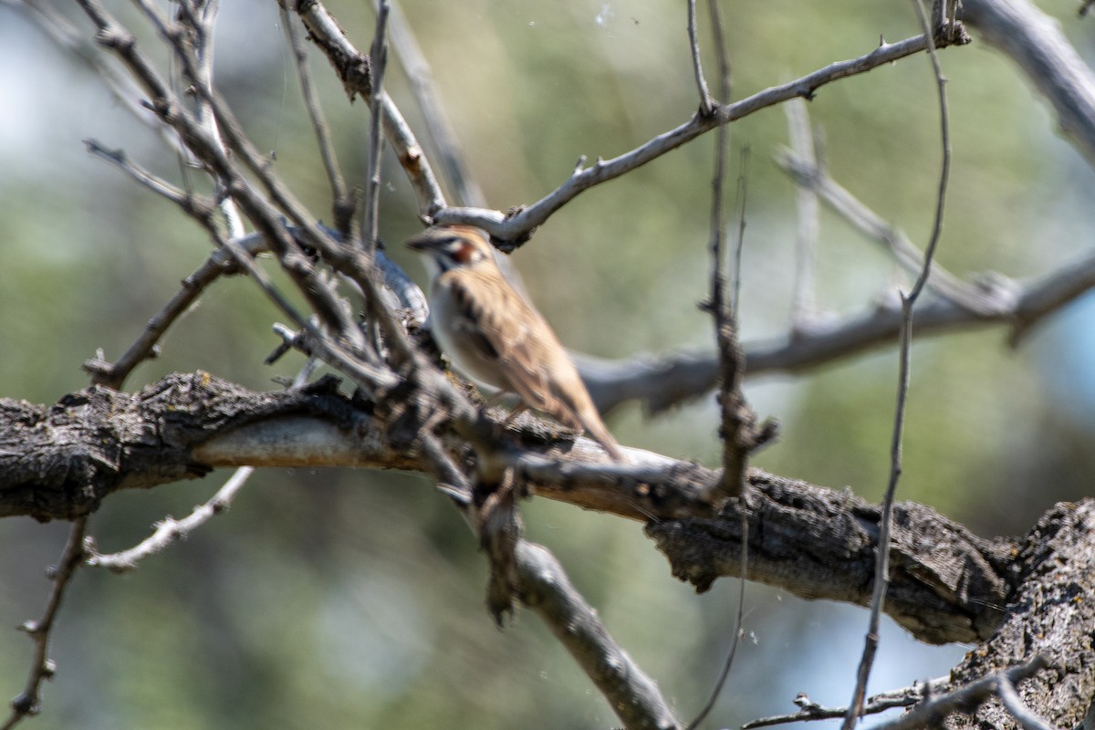 Bruant à joues marron - ML636984781