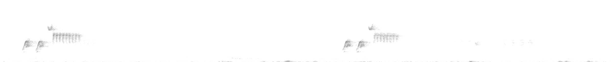 flekktovi (maculatus gr.) - ML636984789