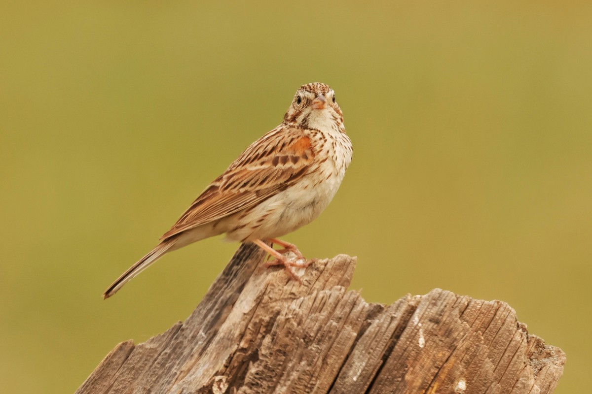 Vesper Sparrow - ML636984791