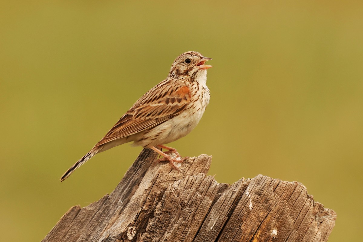 Vesper Sparrow - ML636984792