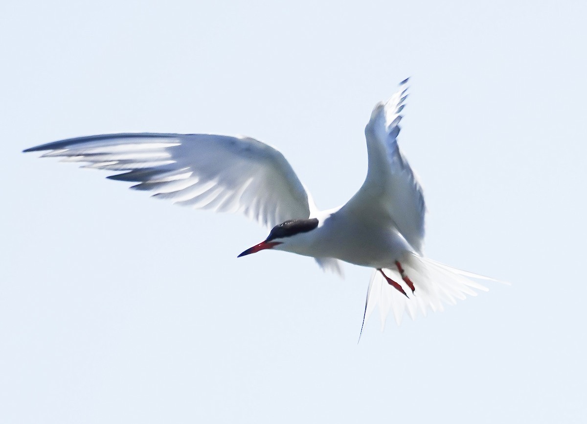 Common Tern - ML636984823