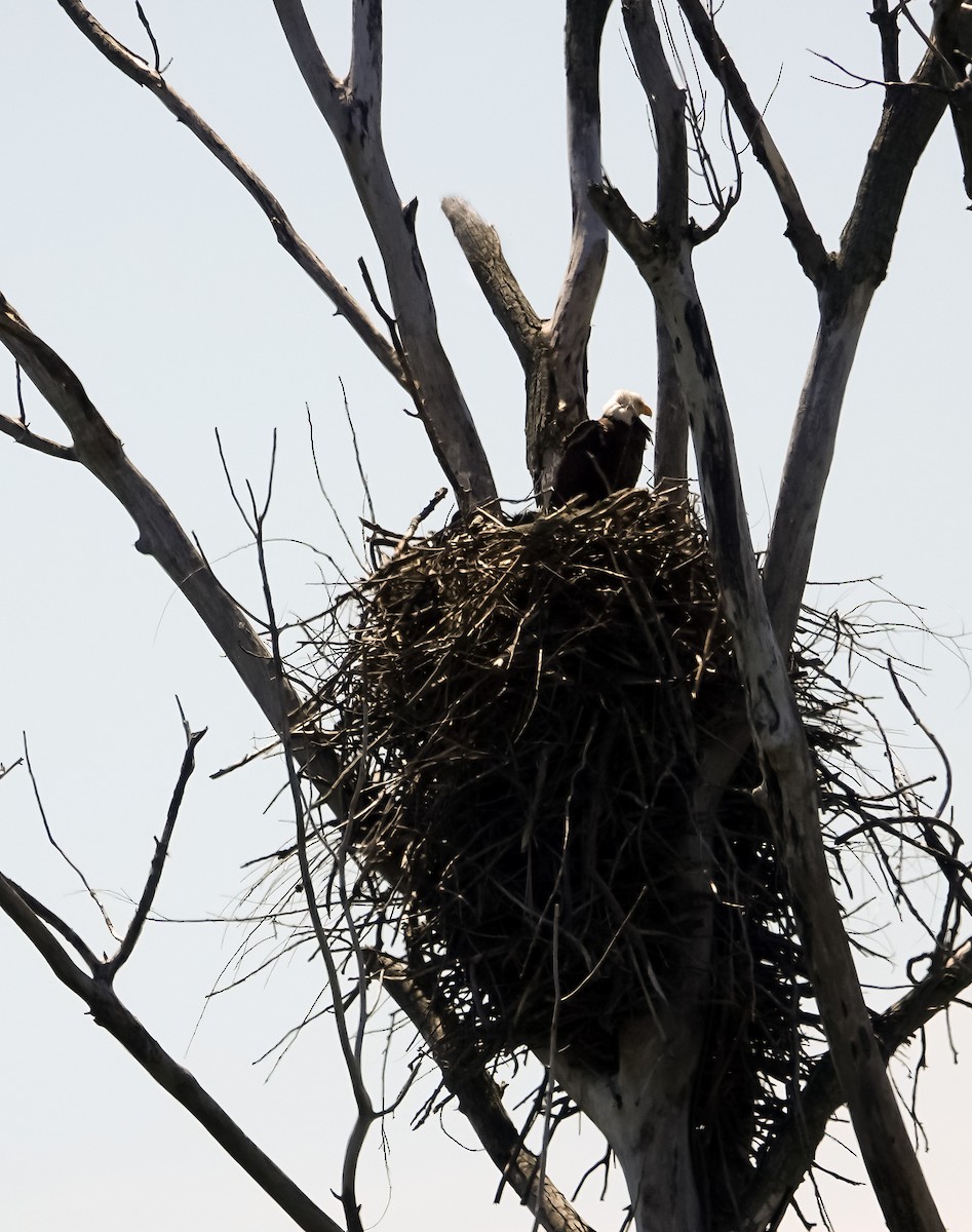 Bald Eagle - ML636984857