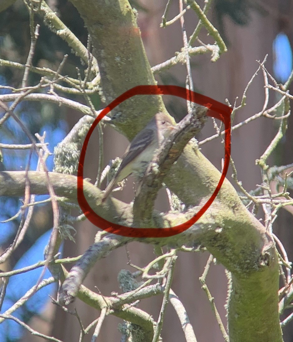 Willow Flycatcher - ML636984860