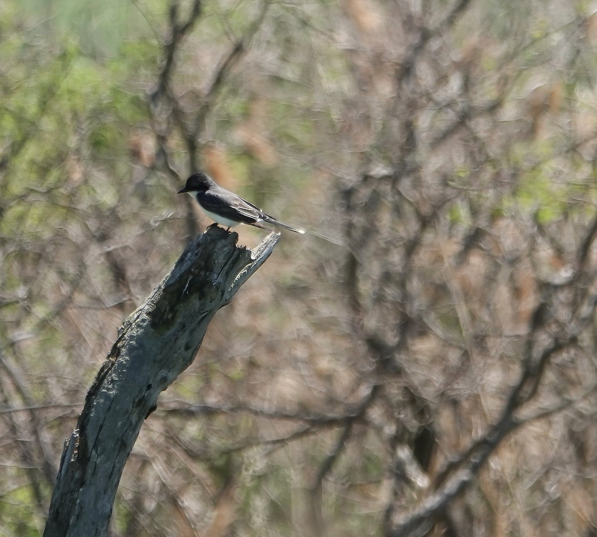 Eastern Kingbird - ML636984870
