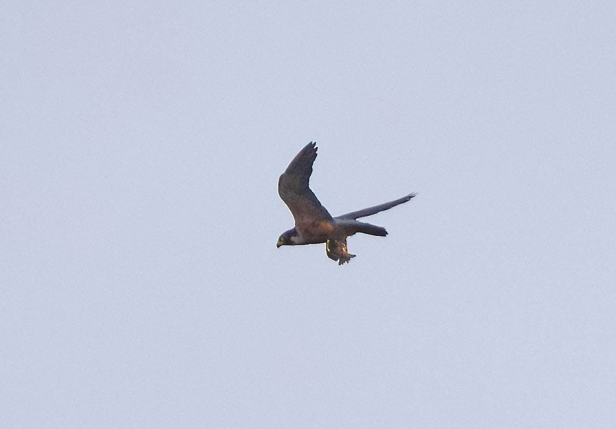 Peregrine Falcon (Shaheen) - ML636984881