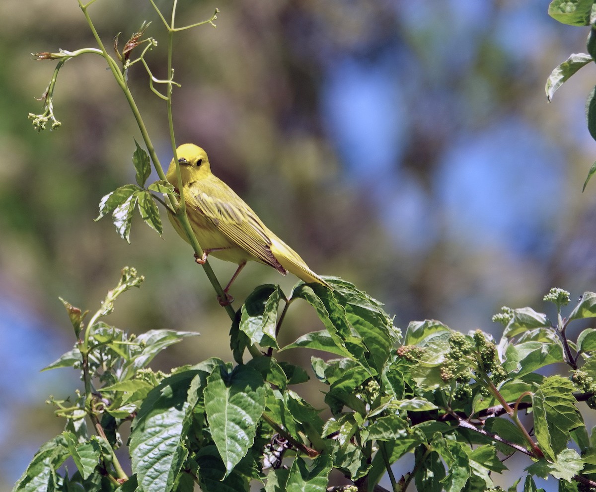 Yellow Warbler - ML636984902