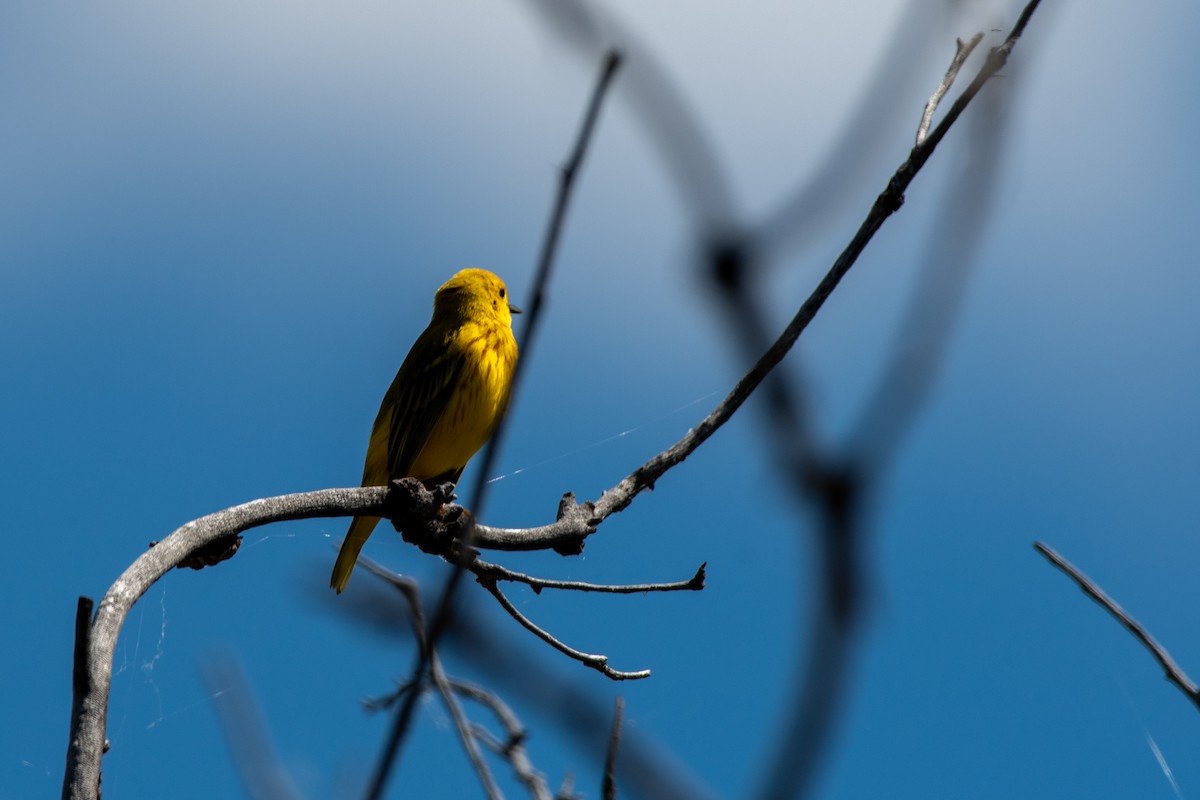 Paruline jaune - ML636984952