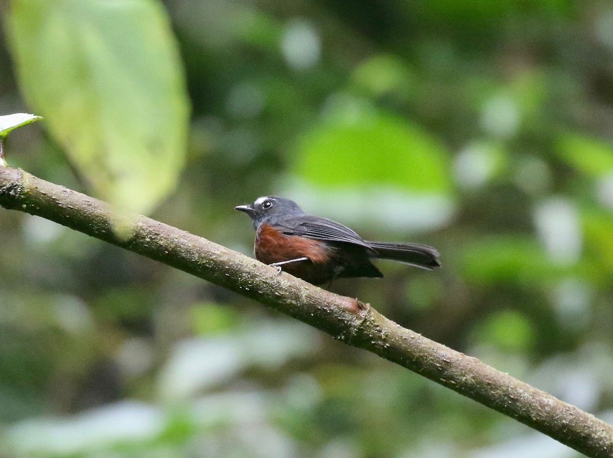 Chestnut-bellied Chat-Tyrant - ML636985004