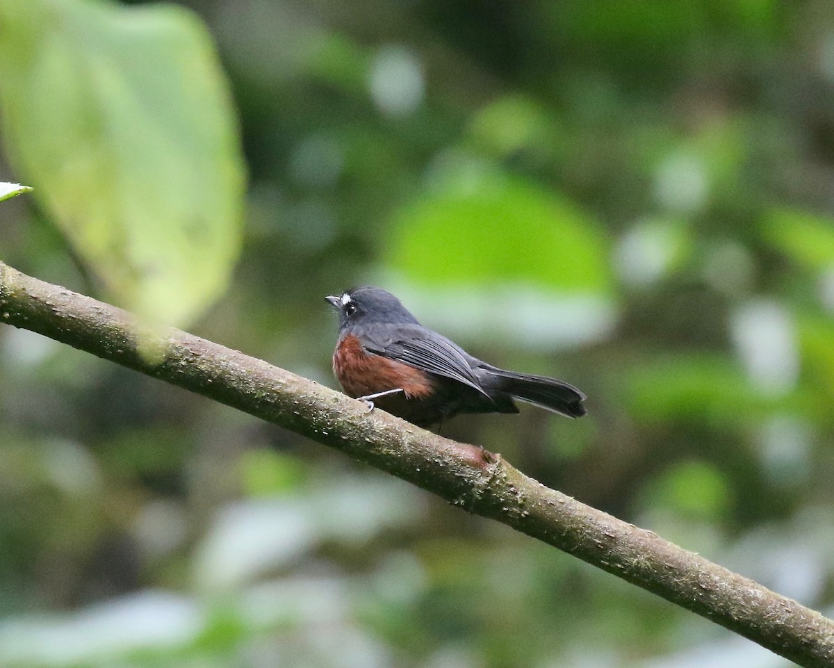 Chestnut-bellied Chat-Tyrant - ML636985005