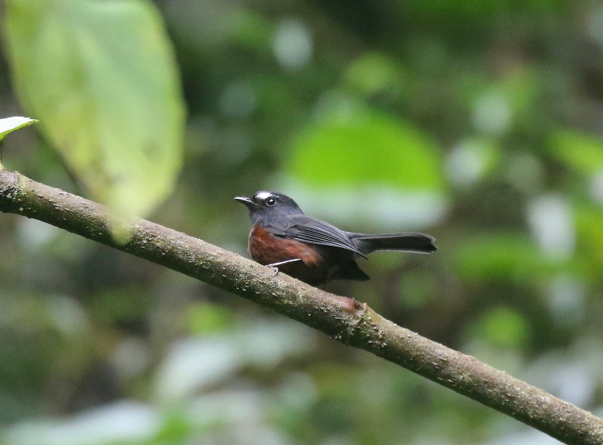 Chestnut-bellied Chat-Tyrant - ML636985006