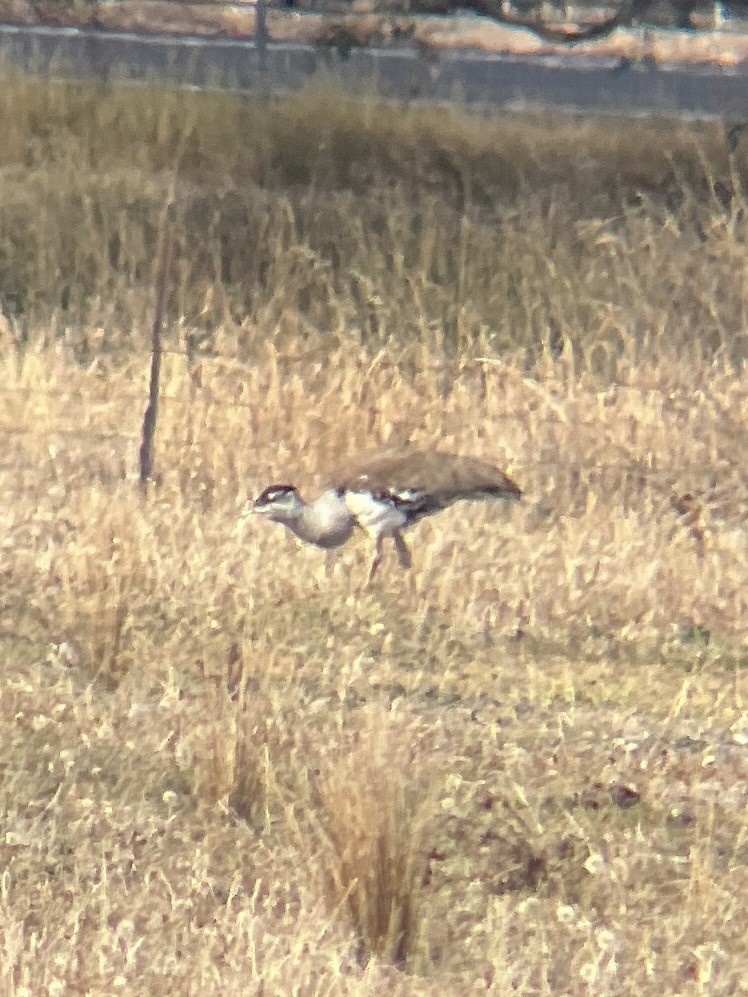 Australian Bustard - ML636985076