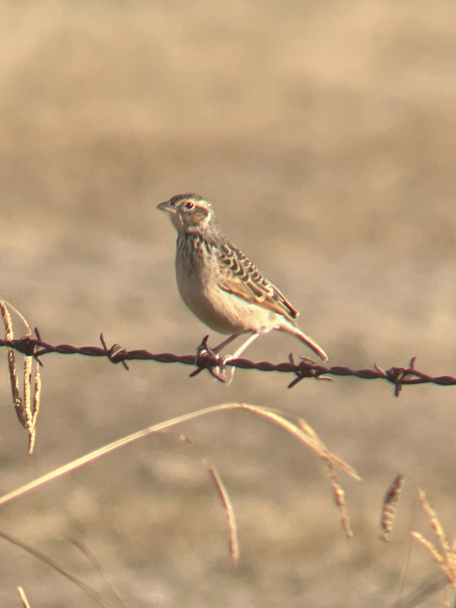 Singing Bushlark (Australasian) - ML636985083