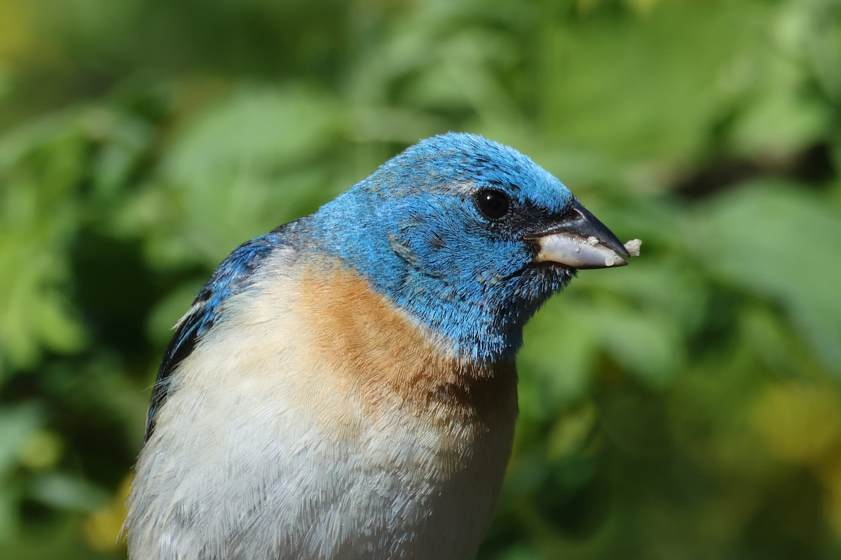 Lazuli Bunting - ML636985086