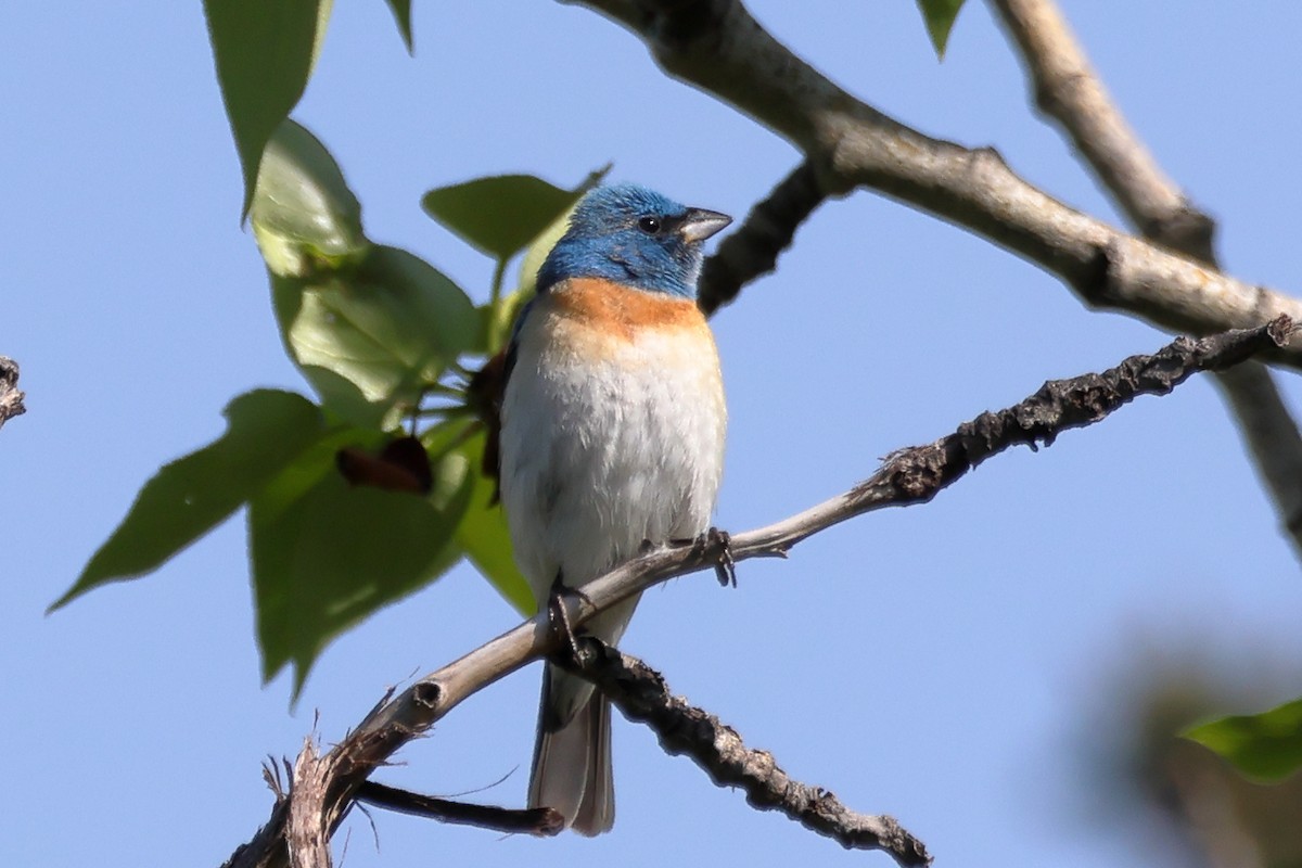 Lazuli Bunting - ML636985090