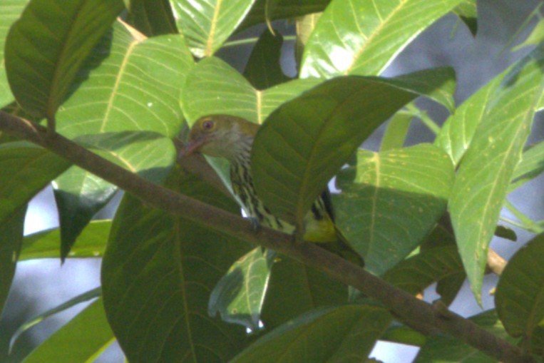 Dark-throated Oriole - ML636985111