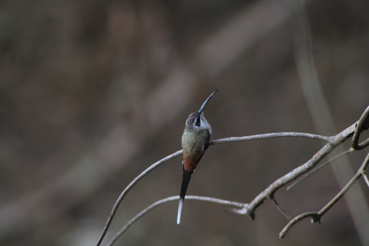 Sooty-capped Hermit - ML636985234