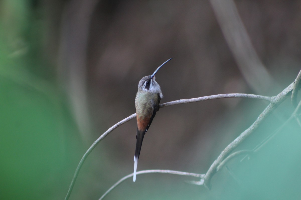 Sooty-capped Hermit - ML636985235