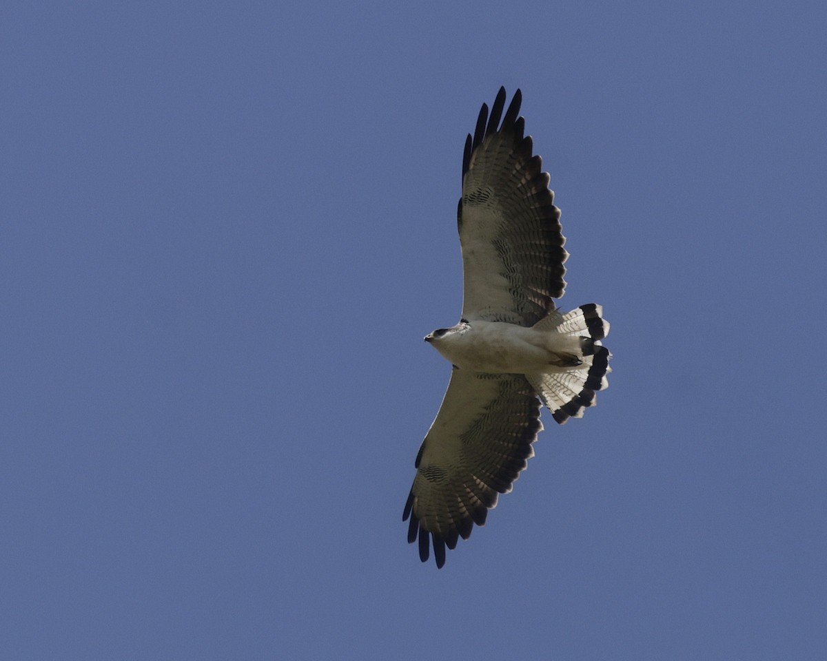 Variable Hawk (Variable) - ML636985260