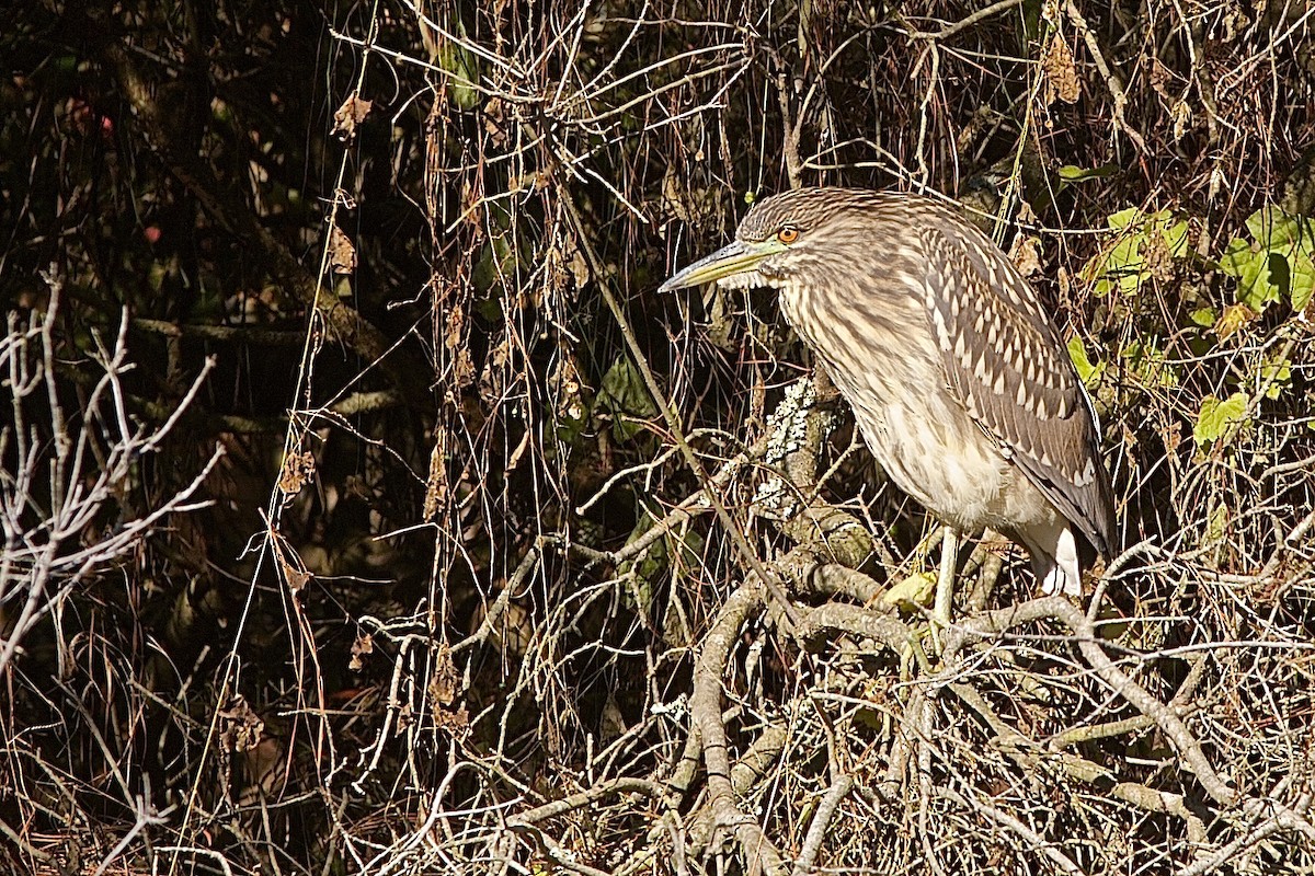 Black-crowned Night Heron - ML636985532