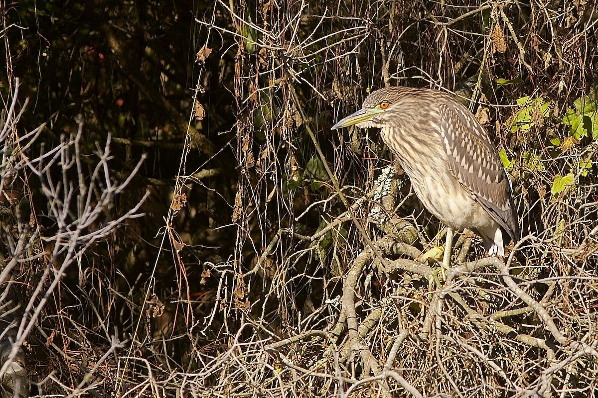 Black-crowned Night Heron - ML636985533