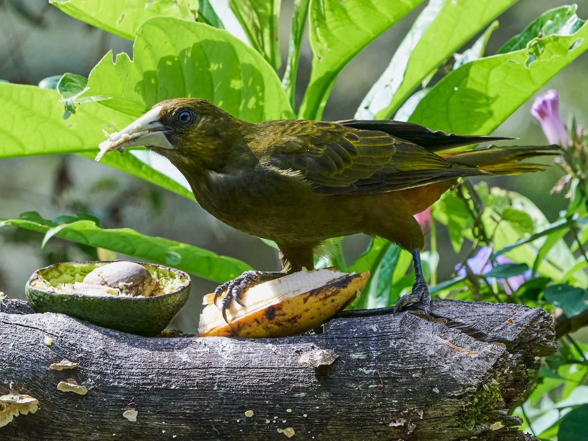 Dusky-green Oropendola - ML636985568
