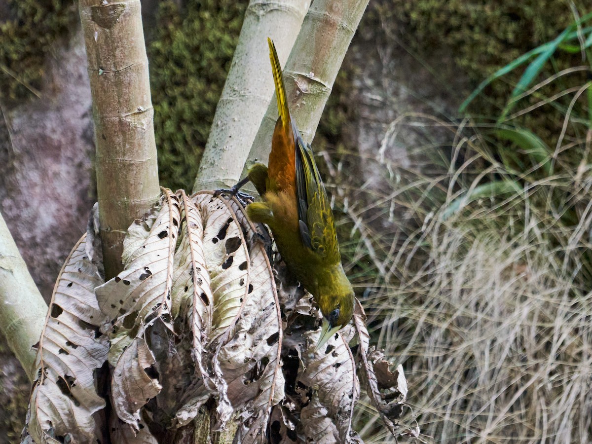 Dusky-green Oropendola - ML636985570