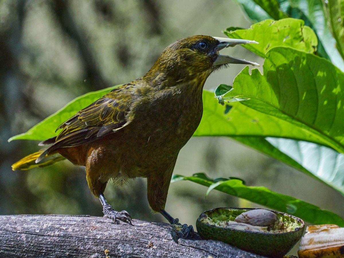 Dusky-green Oropendola - ML636985573