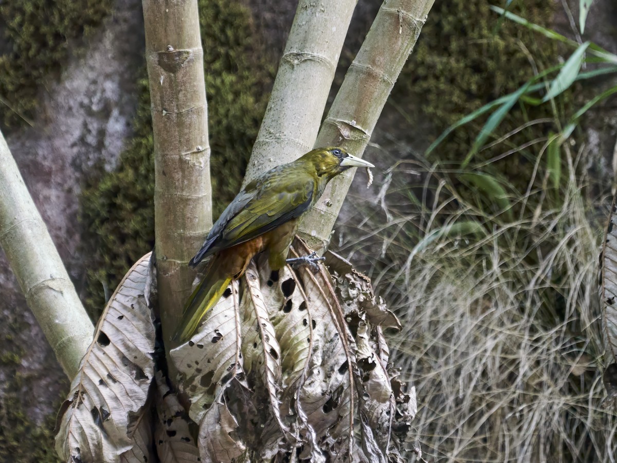 Dusky-green Oropendola - ML636985574