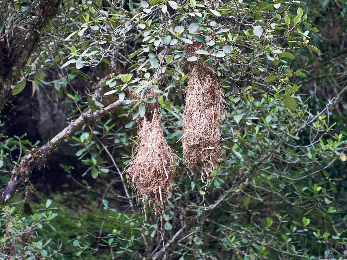 Dusky-green Oropendola - ML636985576