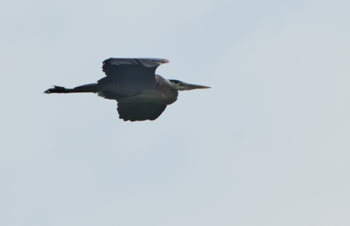 Great Blue Heron - ML636985720