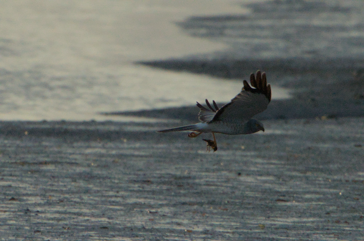 Northern Harrier - ML636985730