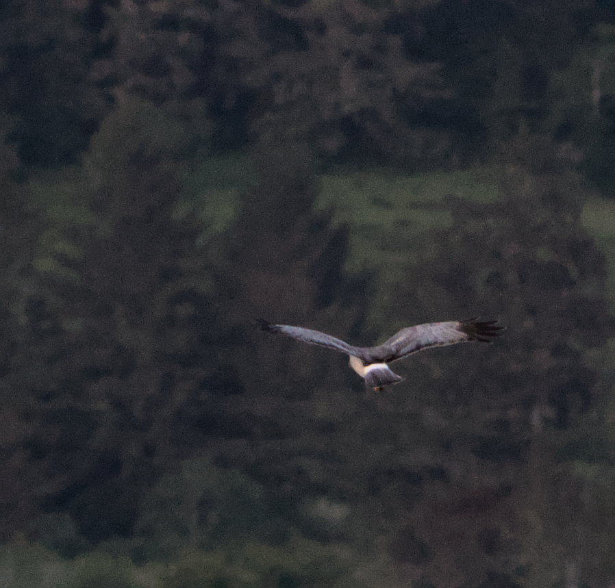 Northern Harrier - ML636985736