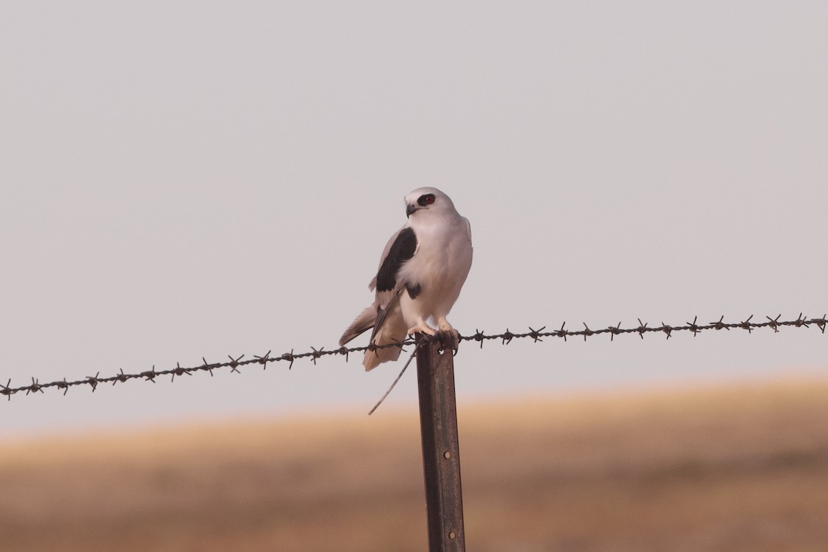 Letter-winged Kite - ML636985800